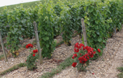 Champagne di Vigneron