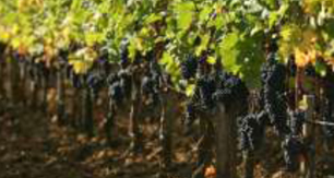 Bordeaux - Chicche di Vino