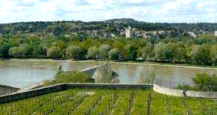 Cote du Rhone - Chicche di Vino