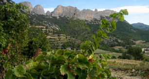 Cote du Rhone - Chicche di Vino