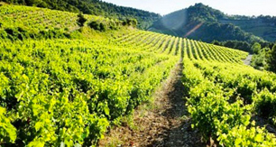 Provenza - Chicche di Vino